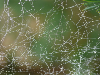 spider web with dew