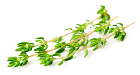 fresh thyme isolated on white background