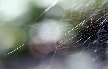 Spider web