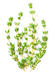 fresh thyme isolated on white background