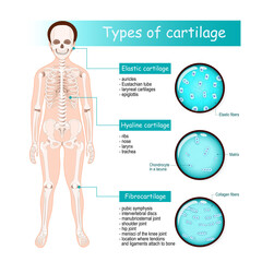 Types of cartilage. Human skeleton