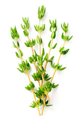 fresh thyme isolated on white background