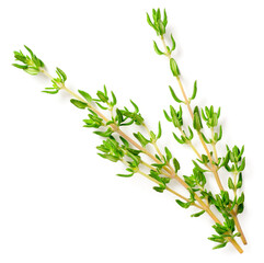 fresh thyme isolated on white background