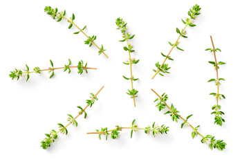 fresh blooming thyme isolated on white background, top view