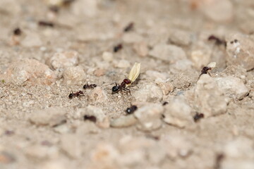 An ant carrying wheat husk from the field