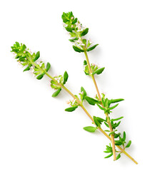 fresh thyme with flowers isolated on white background, top view