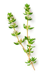 fresh thyme flowers isolated on white background, top view