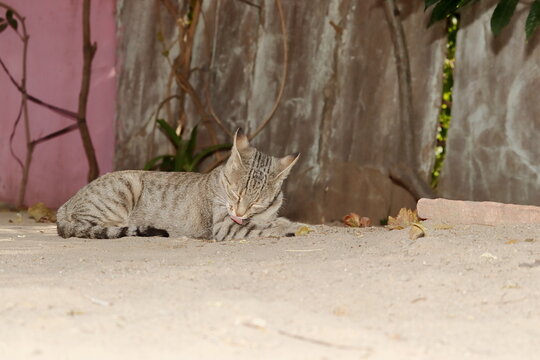 A Tabby Cat Lying Or Sitting On The Ground And Cleaning The Skin And Hairs Of The Feet With The Tongue