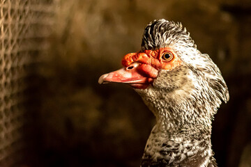 goose head close - up from the side