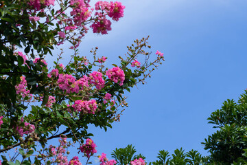 夏に咲くサルスベリの花のクローズアップ