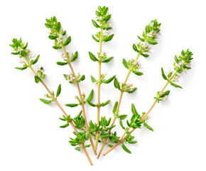 fresh thyme flowers isolated on white background, top view