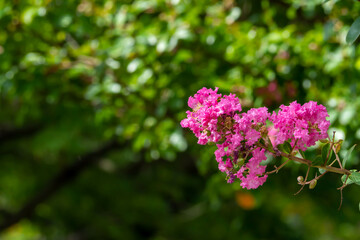 夏に咲くサルスベリの花のクローズアップ