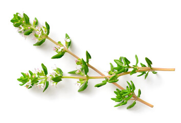 fresh thyme flowers isolated on white background, top view - obrazy, fototapety, plakaty
