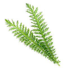 fresh yarrow leaves isolated on white background, top view