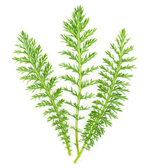 fresh yarrow leaves isolated on white background, top view