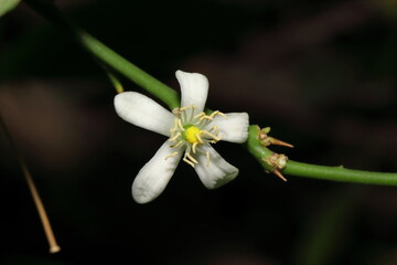 White Flower of Organic Hybrid Improved Species lemon Tree growing on black isolated low key background
