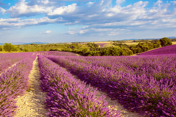 Naklejka na ściany i meble Beautiful blooming purple lavender fields near Valensole in Provence, France. Typical traditonal provencal landscape on sunset with blossoming flowers