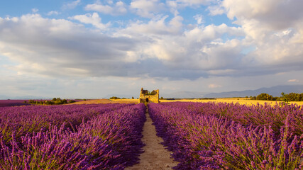 Beautiful blooming purple lavender fields near Valensole in Provence, France. Typical traditonal provencal landscape on sunset with blossoming flowers. Warm light