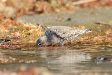 Dunlin looking for food on the Japanese Sandy beach on the way