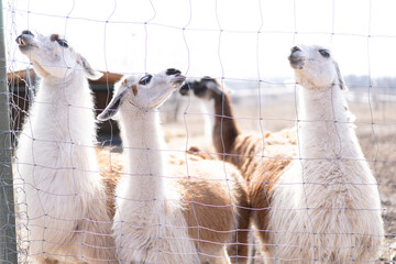 Cute animal alpaka lama on farm outdoors