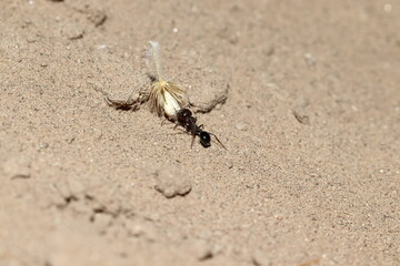 An ant carrying the grain husk to the anthill