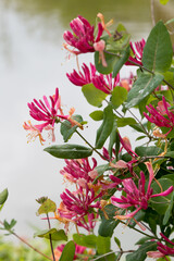 creeper plant with pink blossoms, Lonicera