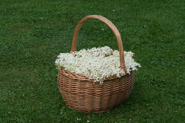 Basket of elder tree flowers