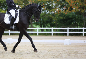 Black dressage horse with rider in a test, close-up at shoulder height, horse in the cut to the...