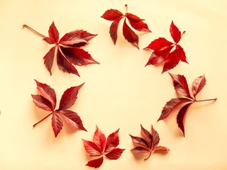 Autumn composition of red leaves on pastel yellow background with sunlit and shadows. Creative minimal concept. Flat lay, top view