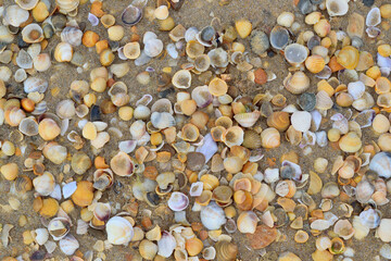 background of seashells covered with sand on the seashore, sandy beach