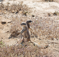 African Ground Squirrels © Cathy Withers-Clarke