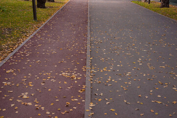 Alley with artificial carpet, treadmill in the autumn park is covered with fallen leaves.
