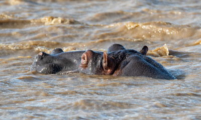 Hippopotamus