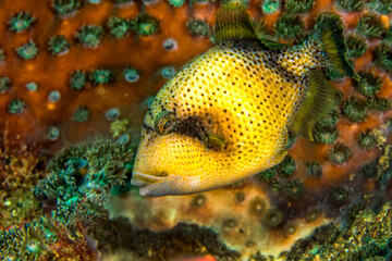 Fototapeta na wymiar Titan Triggerfish, Balistoides viridescens, Lembeh, North Sulawesi, Indonesia, Asia