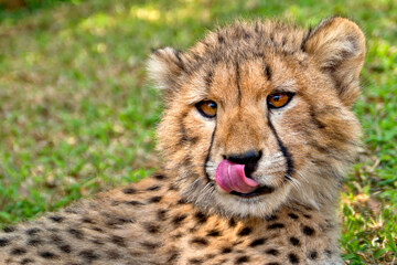 Naklejka na ściany i meble Cheetah, Acinonyx jubatus, Wildlife Reserve, South Africa, Africa