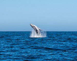 Humpback Whale Breaching