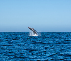 Fototapeta premium Humpback Whale Breaching
