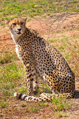 Cheetah, Acinonyx jubatus, Wildlife Reserve, South Africa, Africa