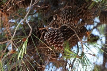 Pine branch with needles and old cones