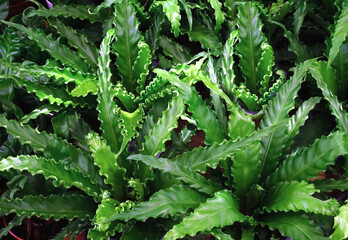 Asplenium nidus in plant pot, nature backgrond and texture.