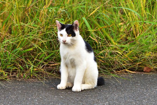 若い白黒のハチワレ猫