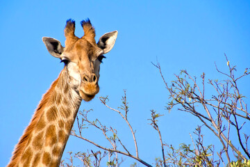 Naklejka na ściany i meble Giraffe, Giraffa camelopardis, Wildlife Reserve, South Africa, Africa