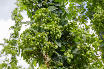 Hop cones on stems in hop yard, bottom-up view