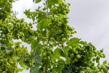 Hop cones on stems in hop yard, bottom-up view