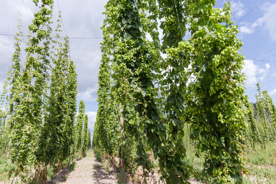 Rows of hops with cones in a hop yard