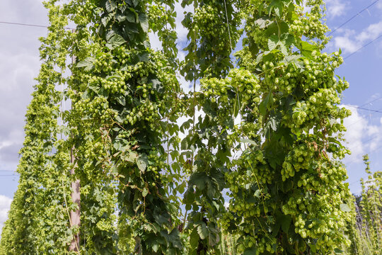 Stems of hop with cones in a hop yard against sky