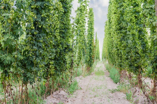 Rows of hops with cones in a hop yard