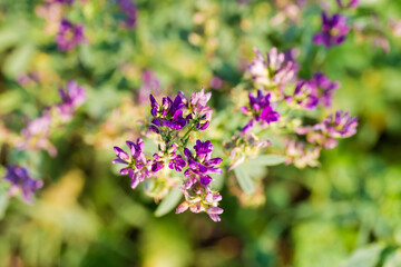 Alfalfa flowers on the field, top view at selective focus