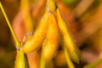 Ripening soybean pods close-up on a blurred background