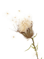 Flying seeds of dry thistle flower Carduus isolated on white background. Wild meadow plant Carduus acanthoides in autumn.